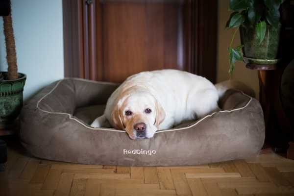 Удобный лежак для собаки