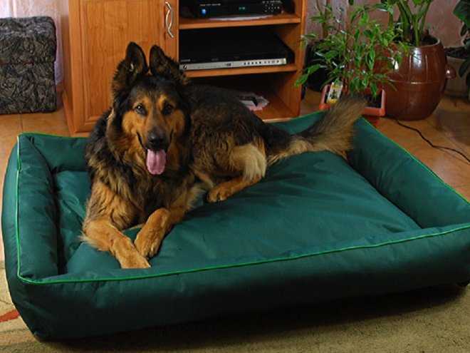 Как обустроить место для сна большой собаки